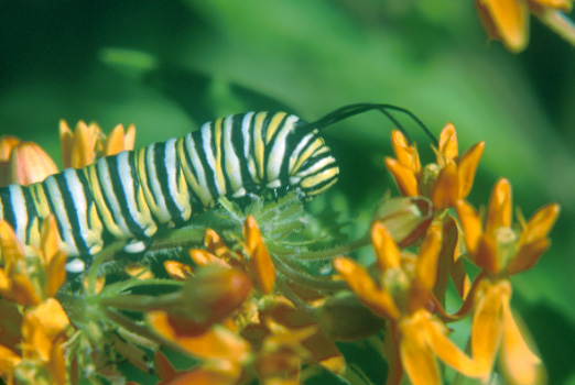 Photo of monarch caterpillar.