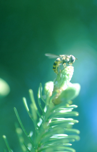 Syrphid Oviposition on Balsam Fir.