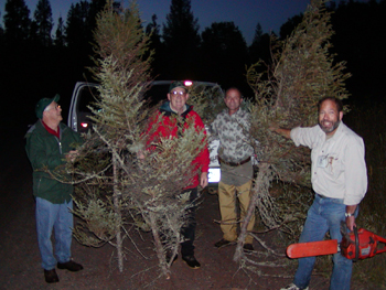 Collected dwarf mistletoe shoots.