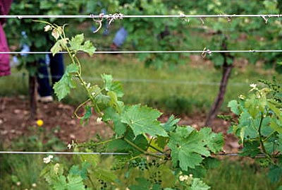 Peller Estates vineyard.