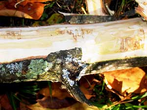 EAB galleries in trap trees at Burt Lake State Park, Michigan.