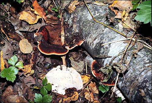 Ischnoderma resinosum on rotting