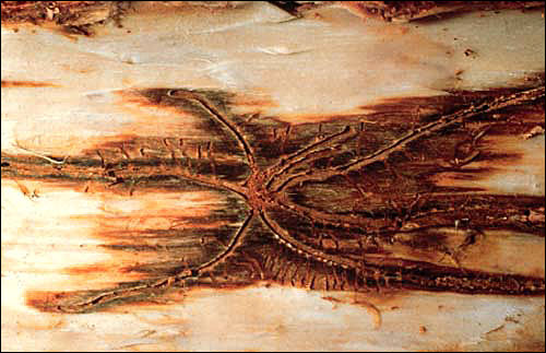 Pine engraver beetle galleries