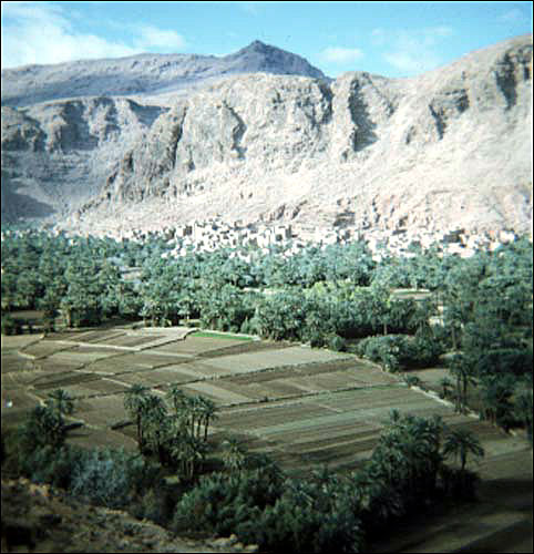 Todra Gorge: Agro-forestry 1972, South Morocco