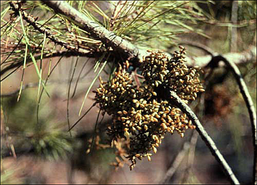 Dwarf mistletoe on ponderosa pine