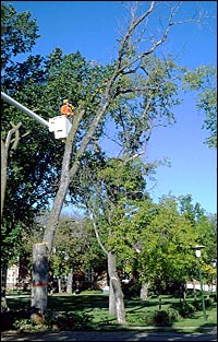DED Elm removal