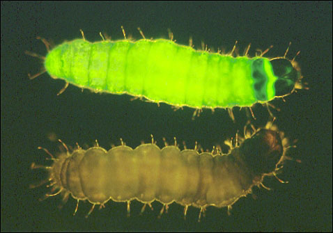 GFP virus ingested by 1st instar budworm (green) and control (brown)