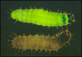 GFP virus ingested by 1st instar budworm (green) control (brown)