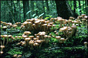 Armillaria Fruiting