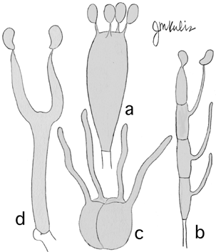 Various forms of basidia