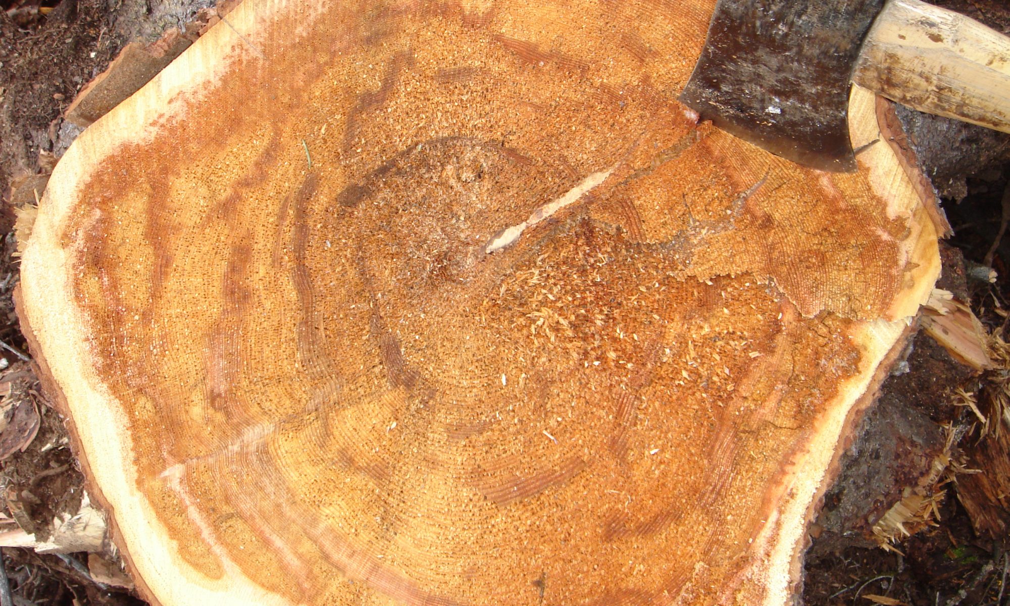 Advanced decay of red root rot, caused by Onnia tomentosa, in a stump of Picea engelmannii (Engelmann spruce).