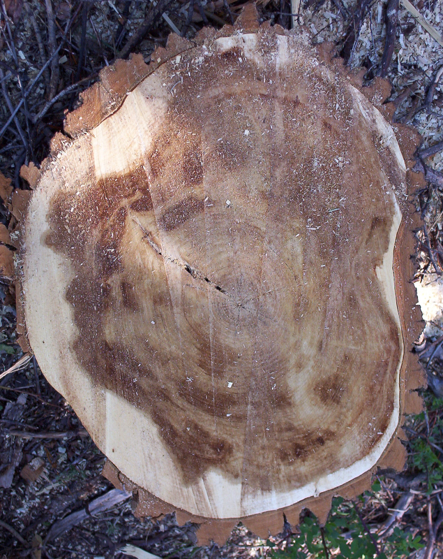 Wetwood in Living Trees Forest Pathology