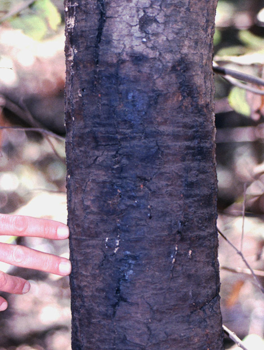 Sudden Oak Death Forest Pathology