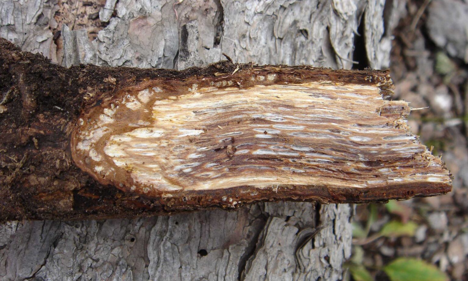 Red Root Rot of Conifers Forest Pathology