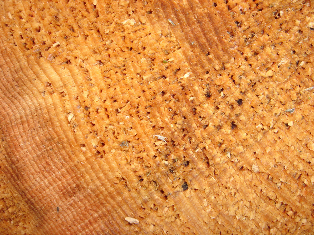 Red Root Rot of Conifers | Forest Pathology