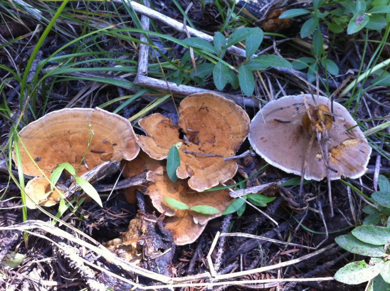 Red Root Rot of Conifers | Forest Pathology