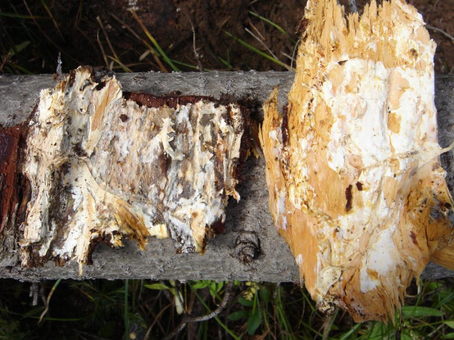 Red Root Rot of Conifers | Forest Pathology