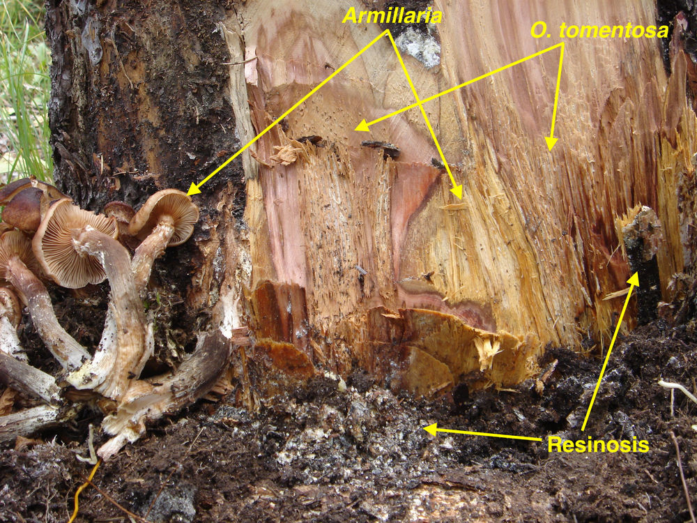 Red Root Rot of Conifers Forest Pathology
