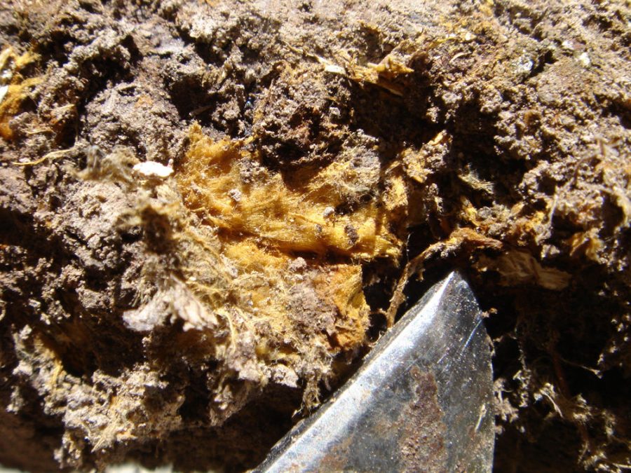 Red Root Rot of Conifers | Forest Pathology