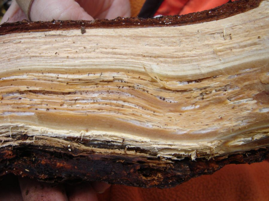 Red Root Rot of Conifers | Forest Pathology