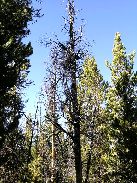 Dwarf Mistletoe Basics | Forest Pathology