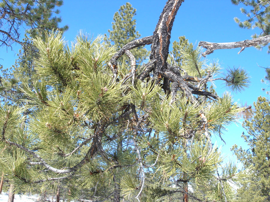 Dwarf Mistletoe: Damage | Forest Pathology