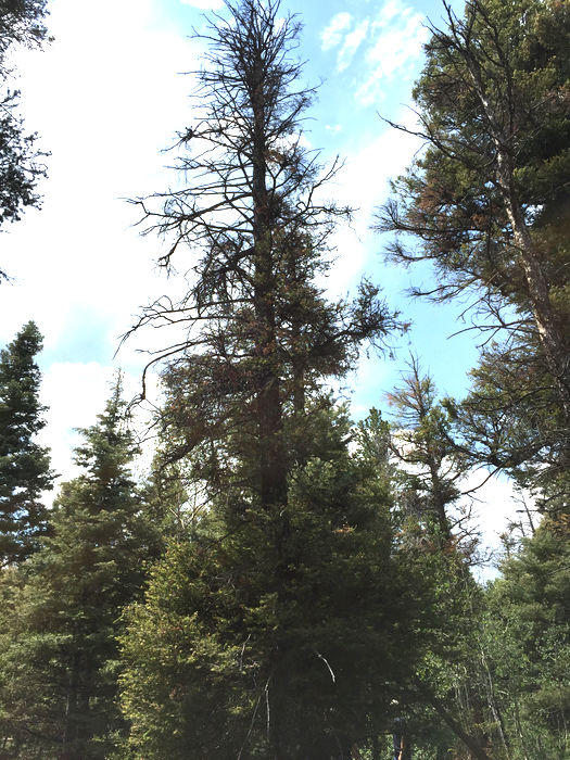 Dwarf Mistletoe Basics | Forest Pathology