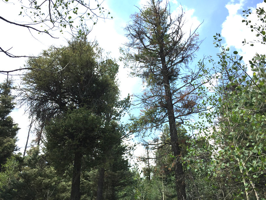 Dwarf Mistletoe Basics | Forest Pathology