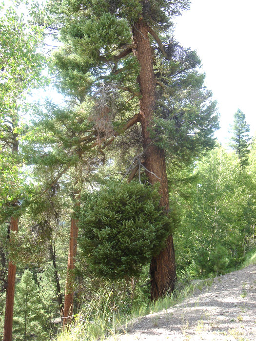 Dwarf Mistletoe Basics | Forest Pathology