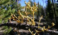 Dwarf Mistletoe Basics | Forest Pathology